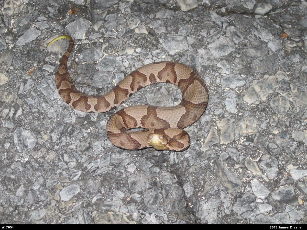 Northern Copperhead