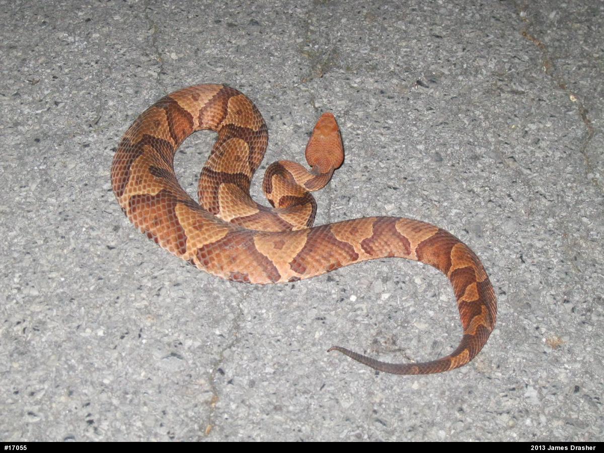 Northern Copperhead