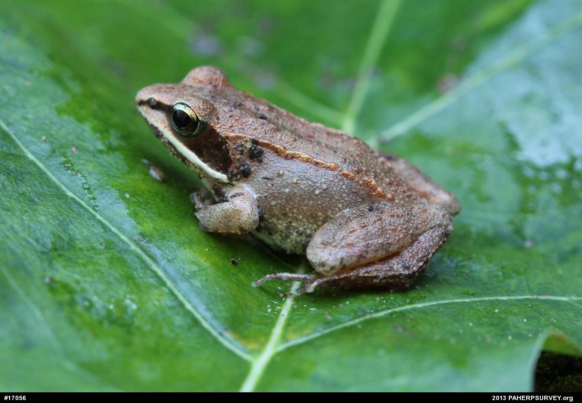 Wood Frog