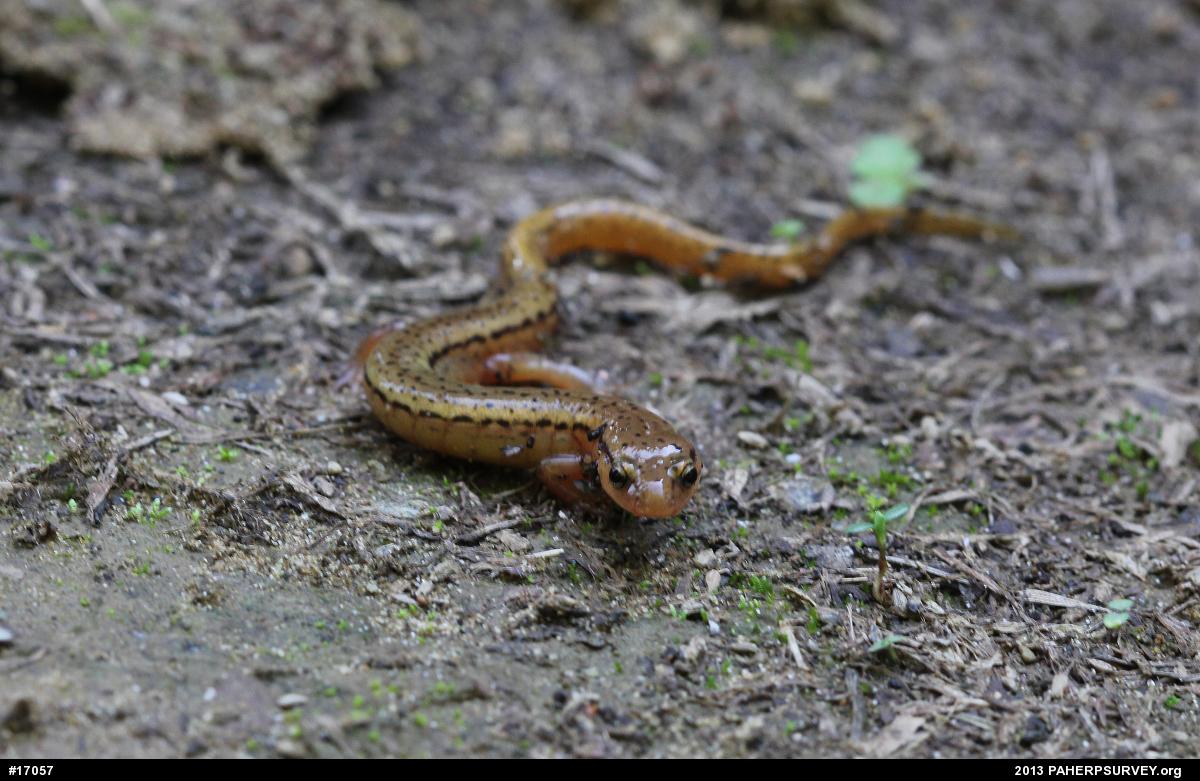 Northern Two-lined Salamander