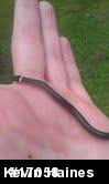 Northern Ring-necked Snake