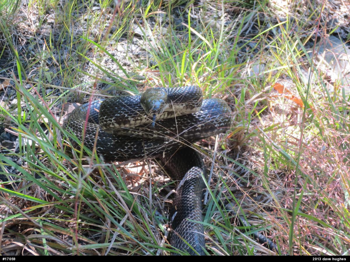 Eastern Ratsnake