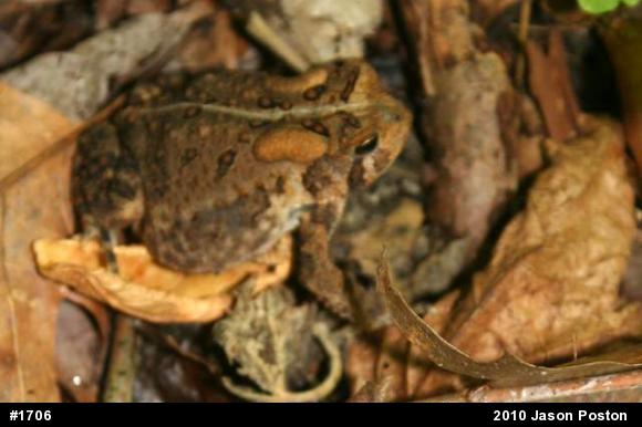 Eastern American Toad