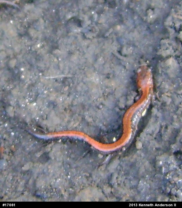 Eastern Red-backed  Salamander