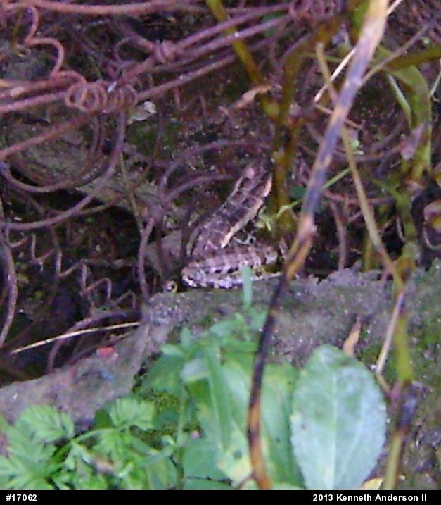 Pickerel Frog