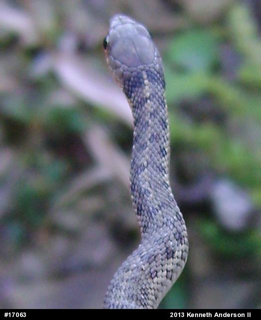 Eastern Gartersnake