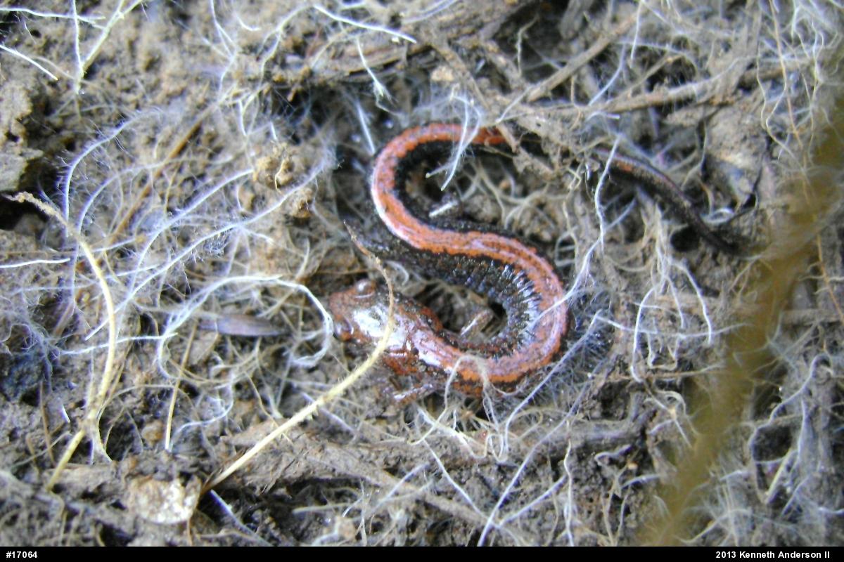 Eastern Red-backed  Salamander