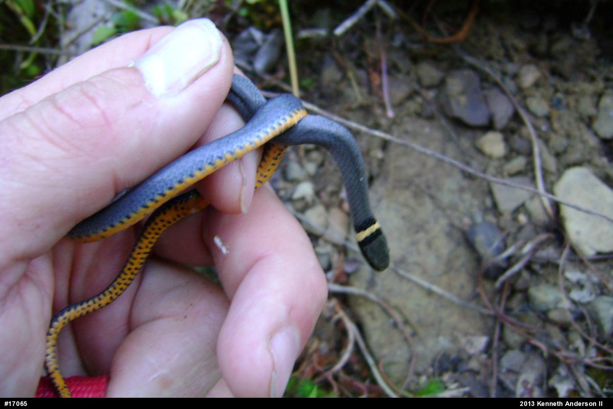 Northern Ring-necked Snake