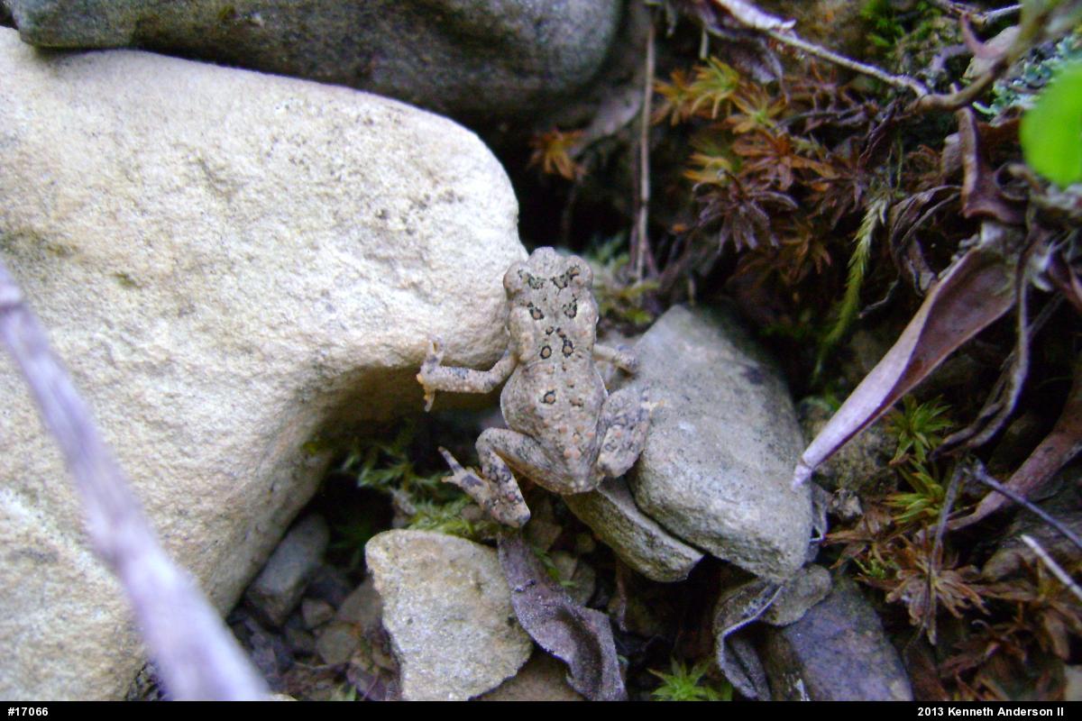 Eastern American Toad