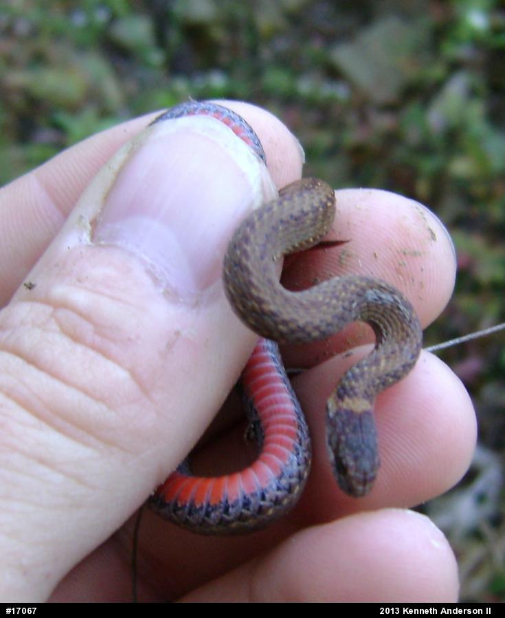 Red-bellied Snake