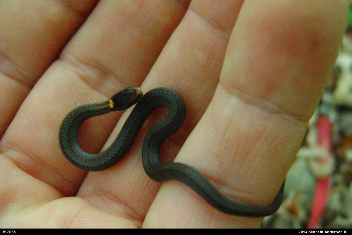 Red-bellied Snake