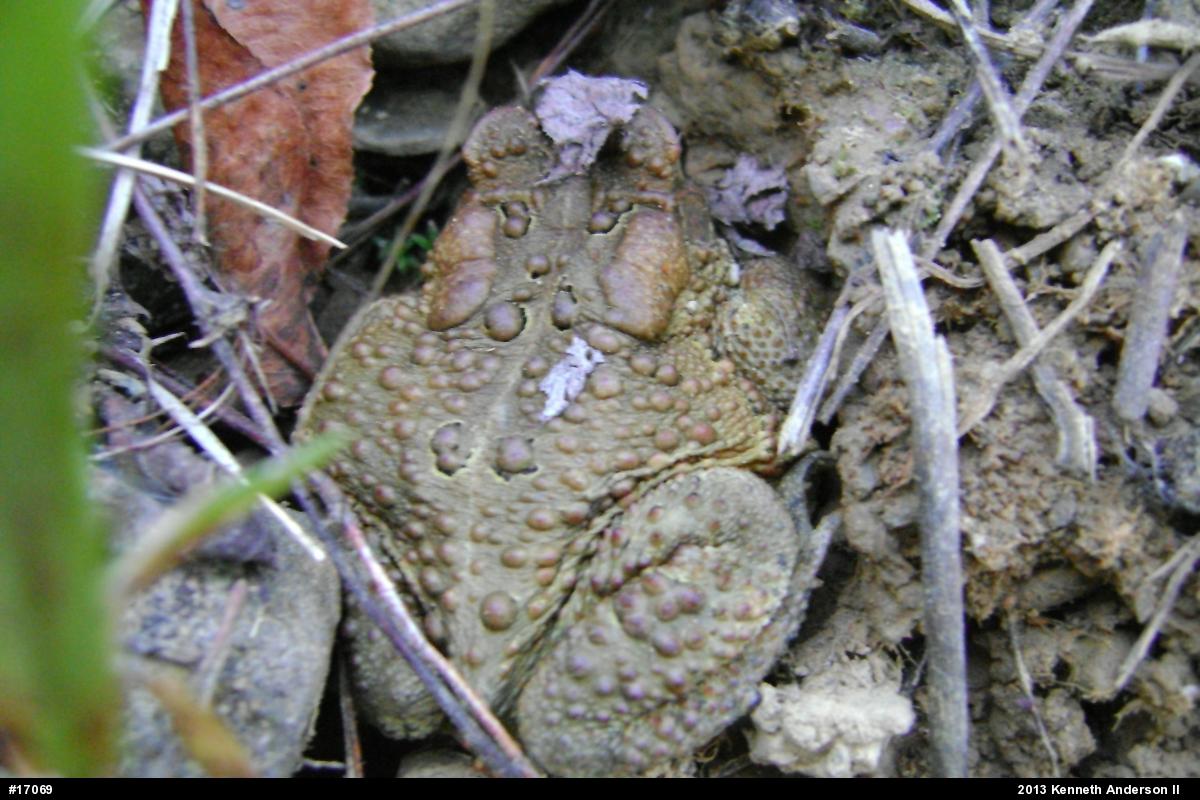 Eastern American Toad
