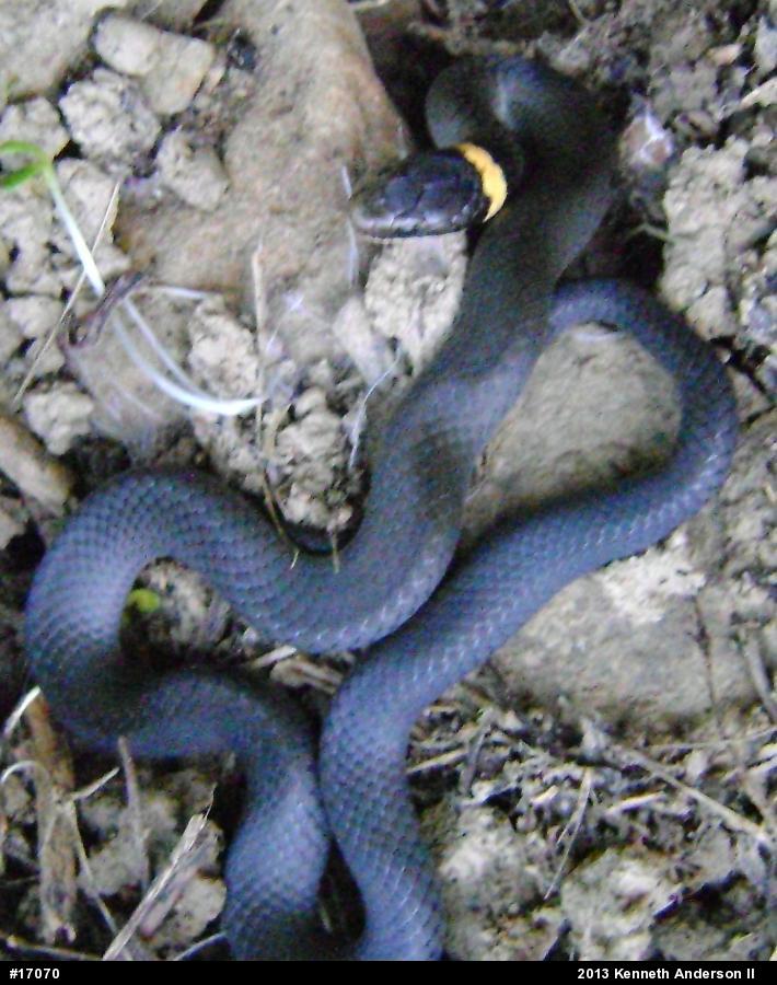 Northern Ring-necked Snake