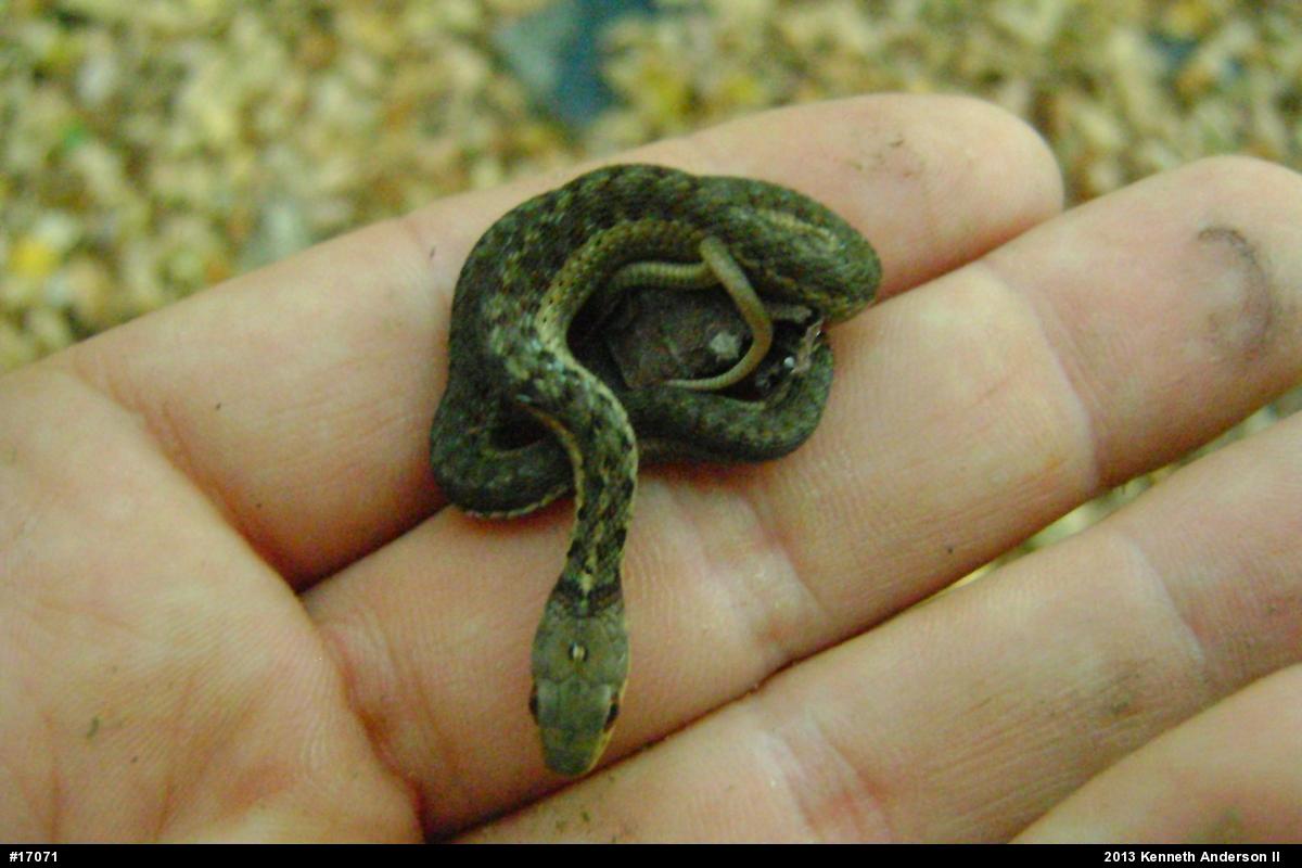 Eastern Gartersnake