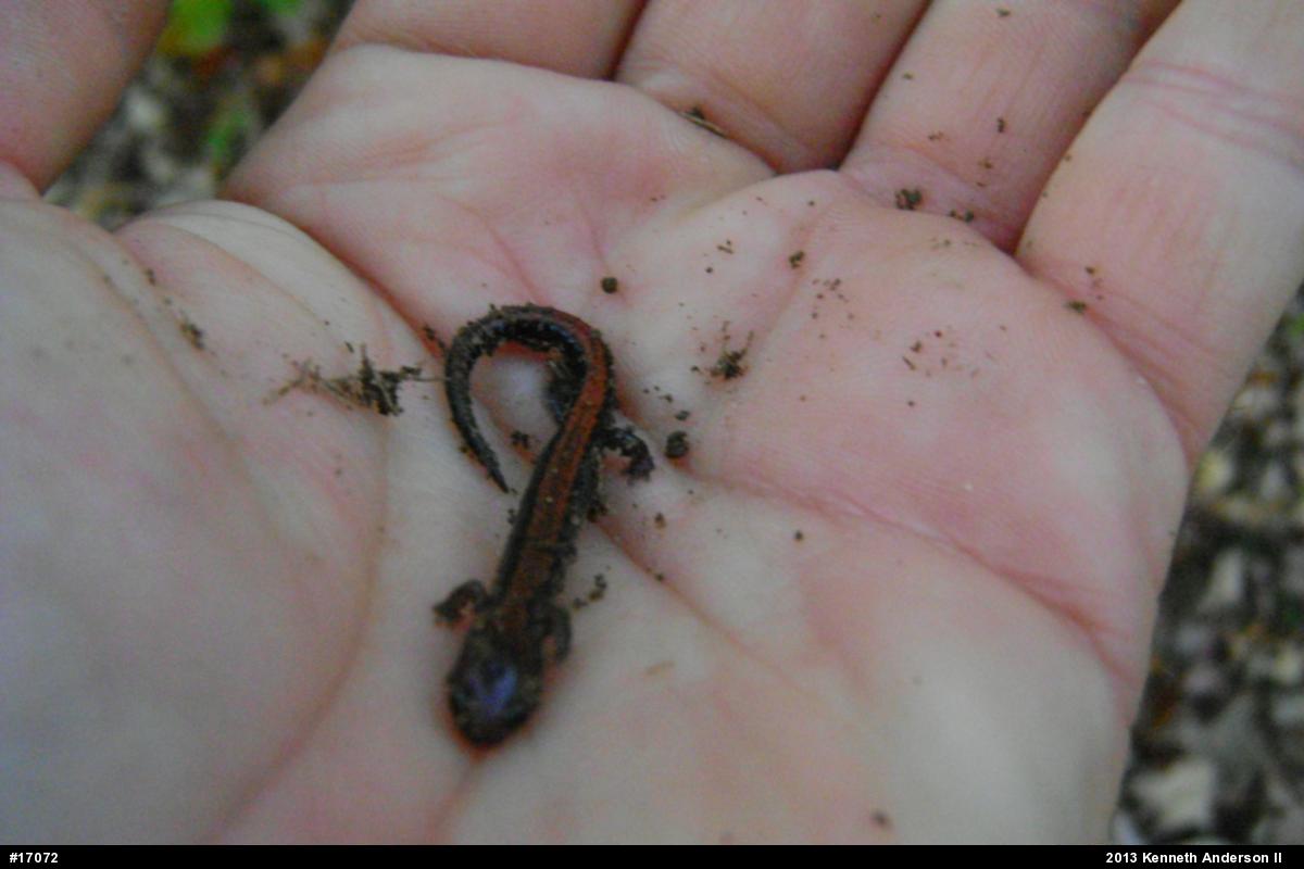 Eastern Red-backed  Salamander