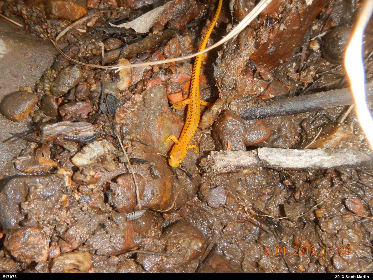 Eastern Long-tailed Salamander