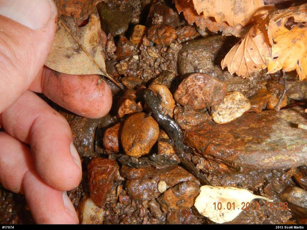 Northern Dusky Salamander