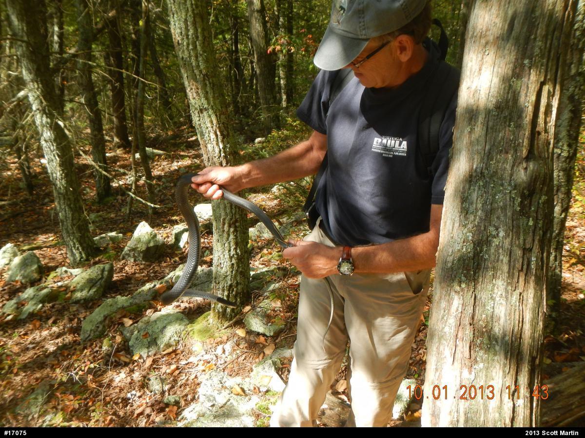 Northern Black Racer