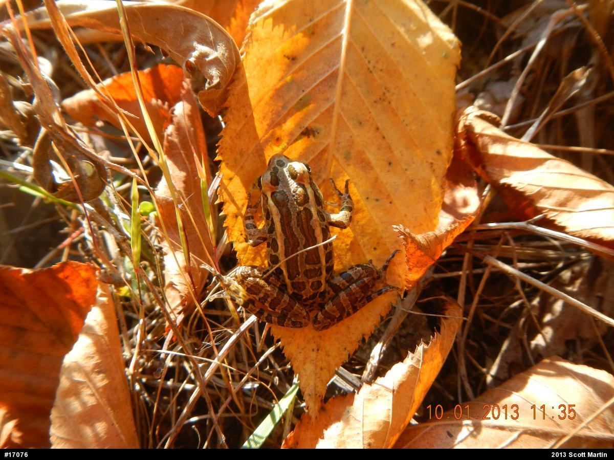 Pickerel Frog