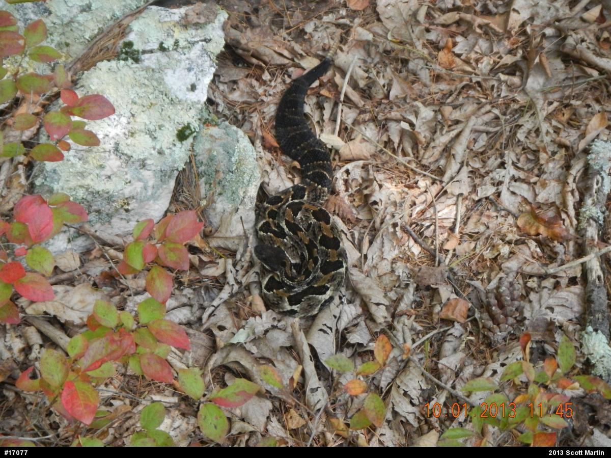 Timber Rattlesnake