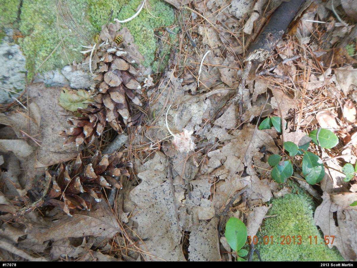 Timber Rattlesnake
