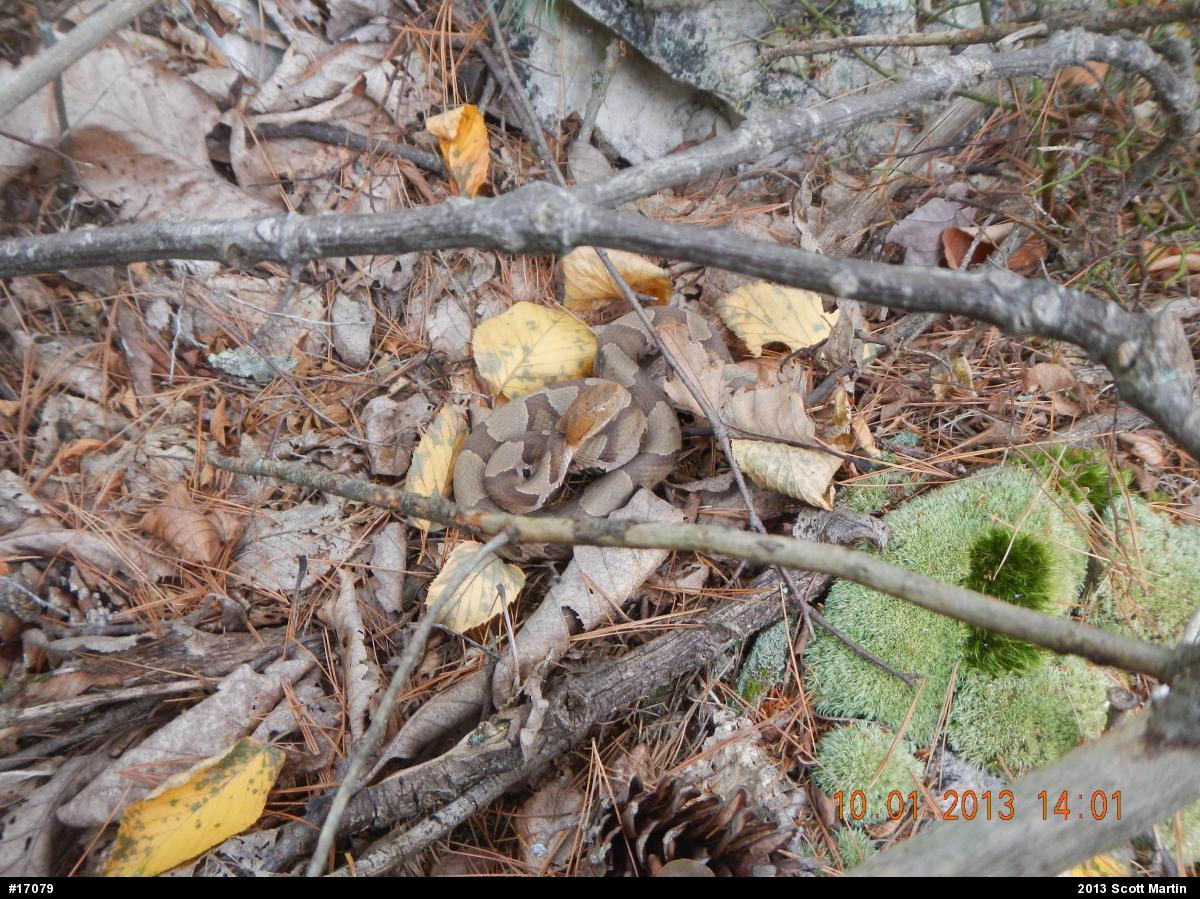 Northern Copperhead