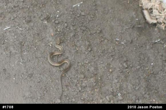 Eastern Gartersnake