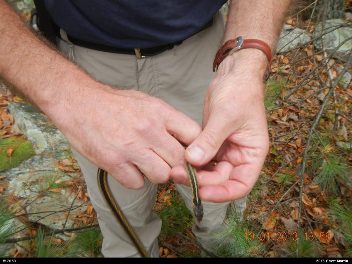 Eastern Gartersnake