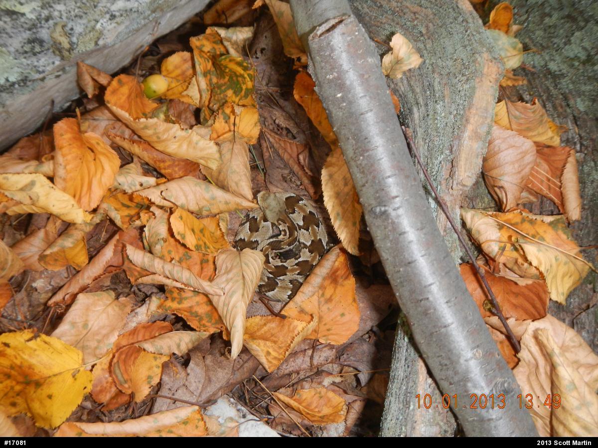 Timber Rattlesnake