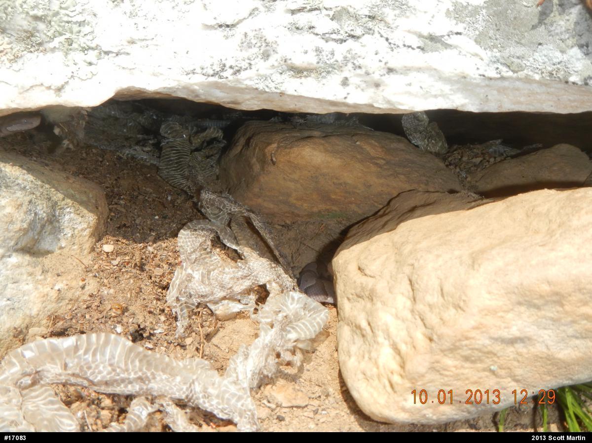 Northern Copperhead