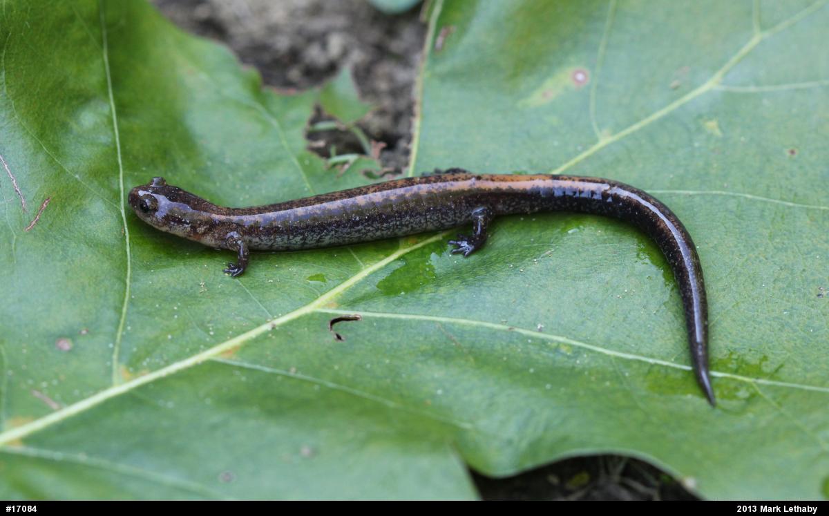 Eastern Red-backed  Salamander