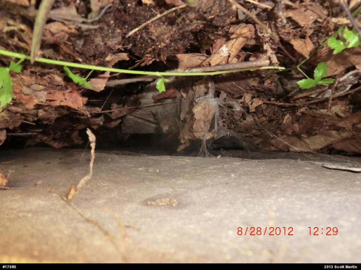 Timber Rattlesnake