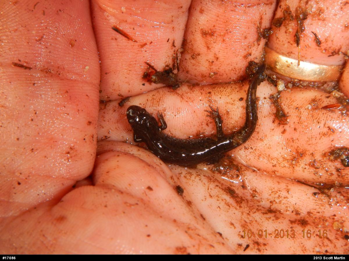 Northern Dusky Salamander