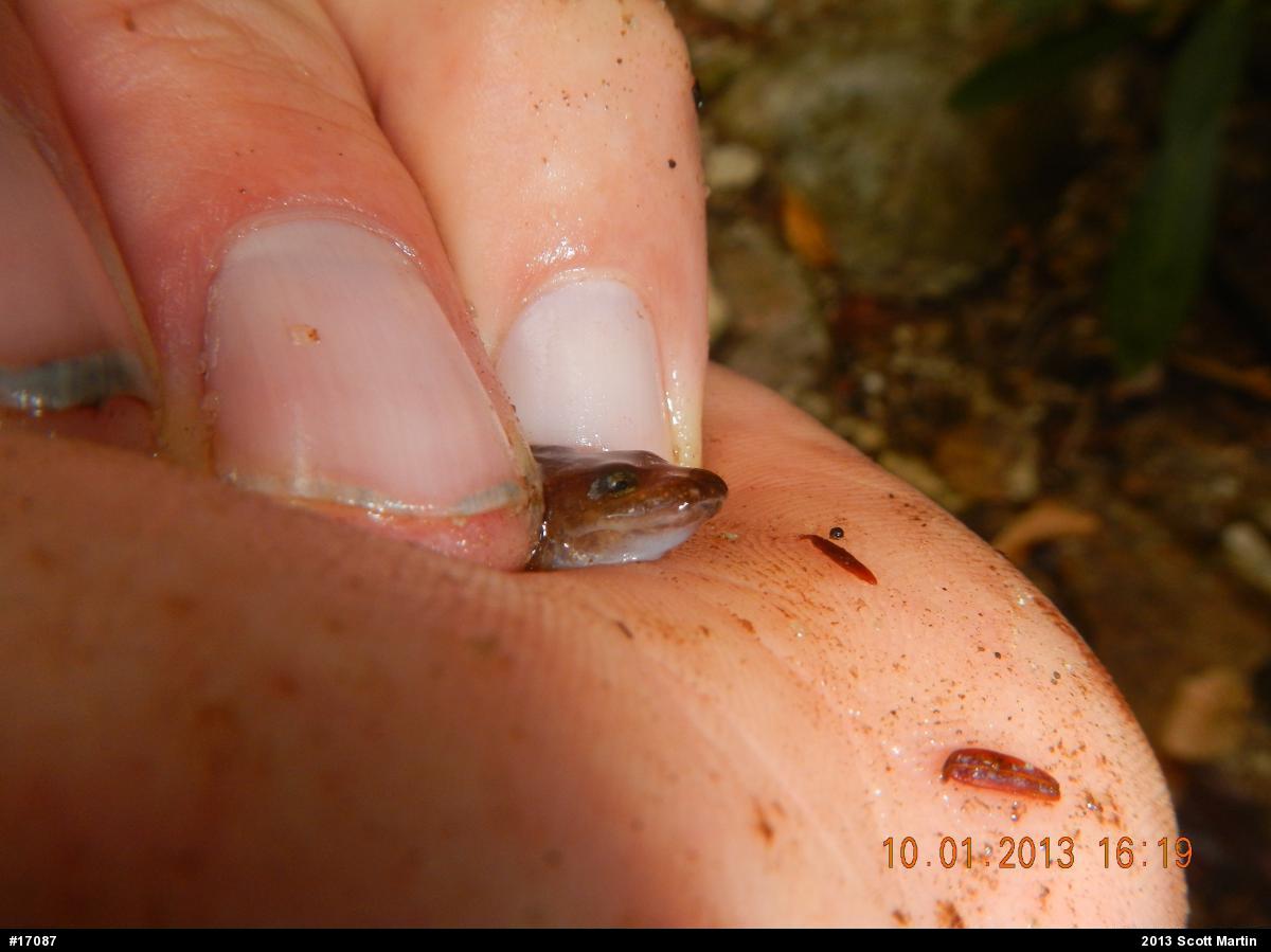 Northern Spring Salamander