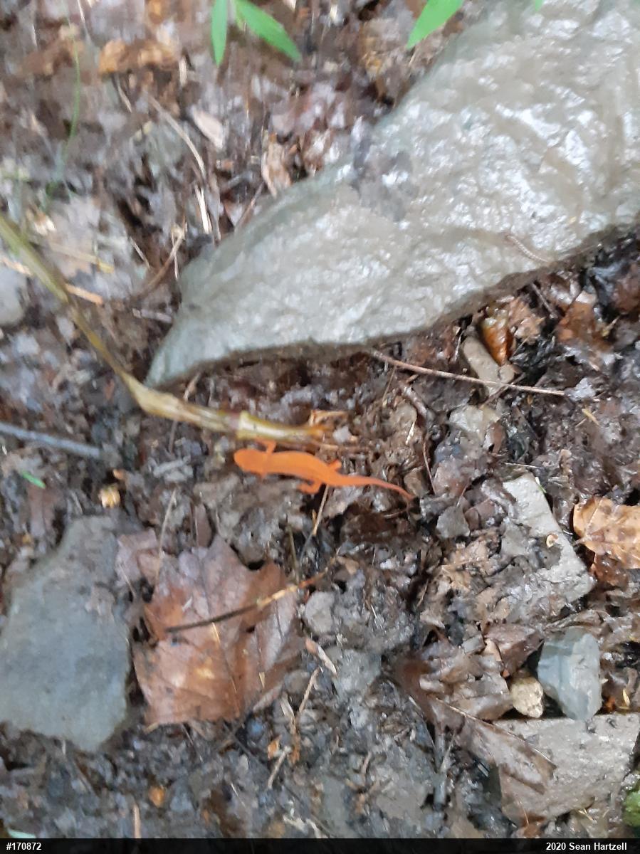 Red-spotted Newt
