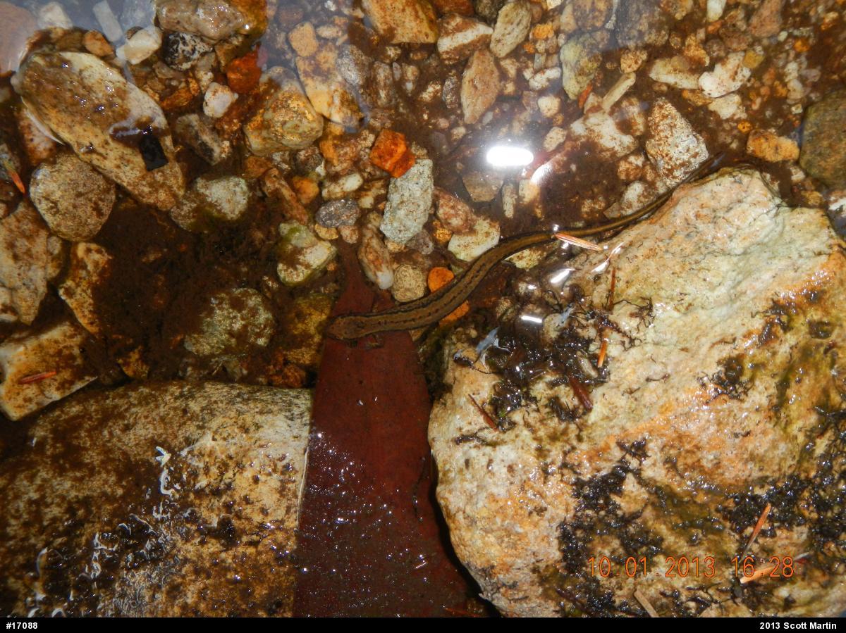 Northern Two-lined Salamander