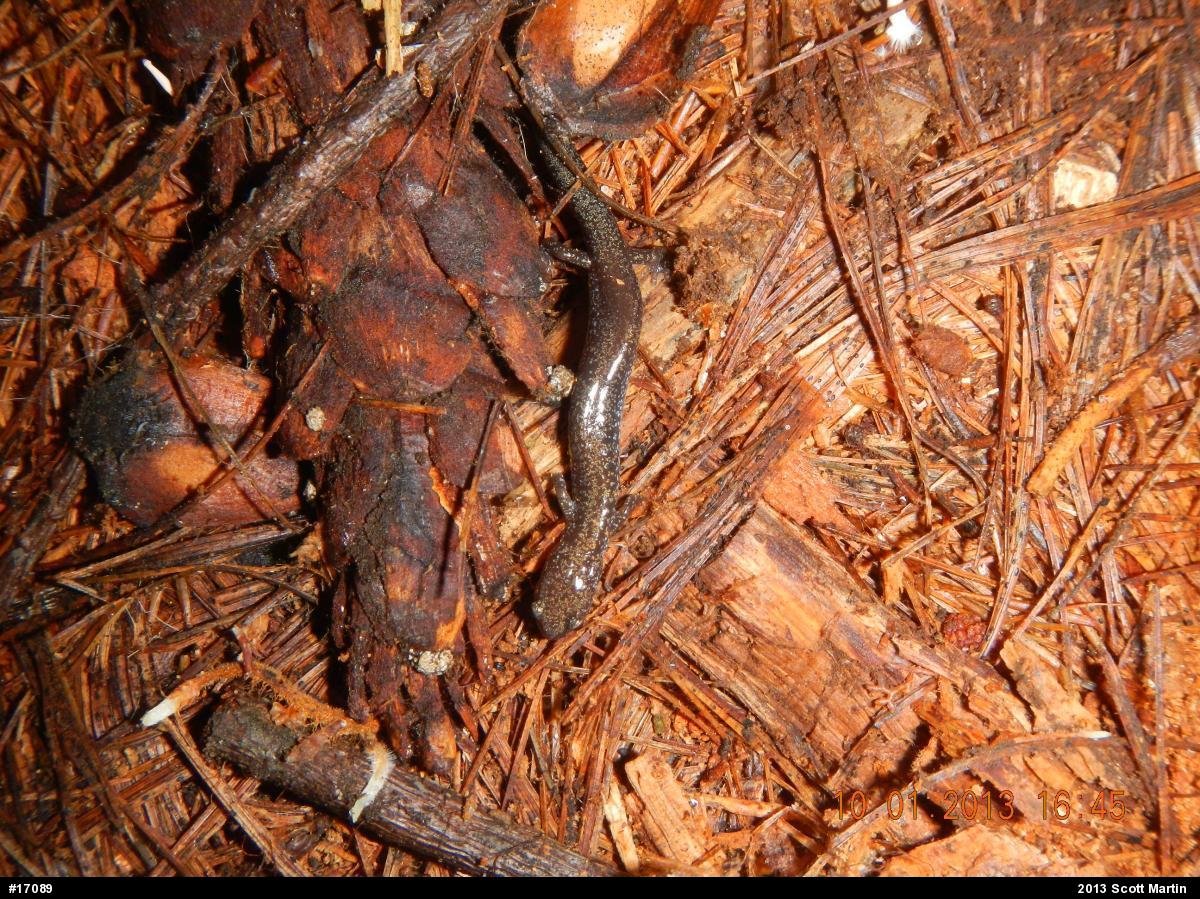 Eastern Red-backed  Salamander