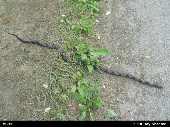 Eastern Ratsnake