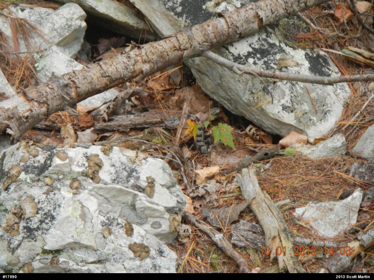 Timber Rattlesnake