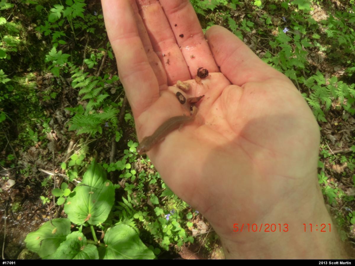 Northern Spring Salamander