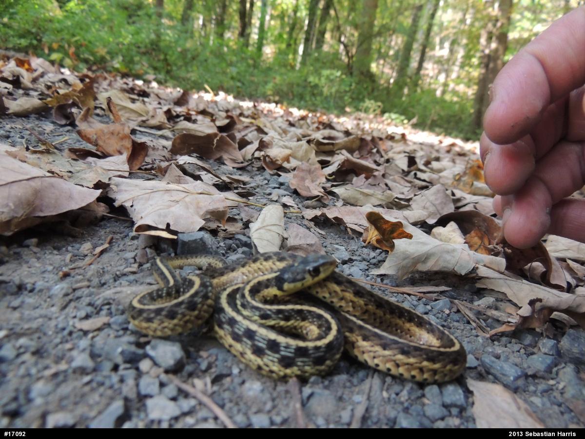 Eastern Gartersnake