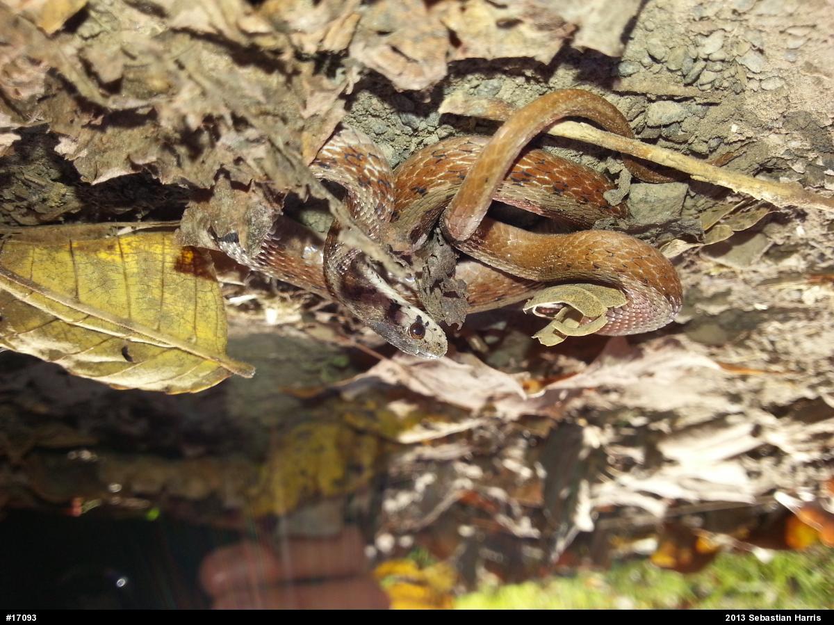 Dekay's Brownsnake