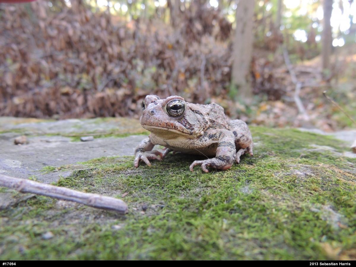 True Toads