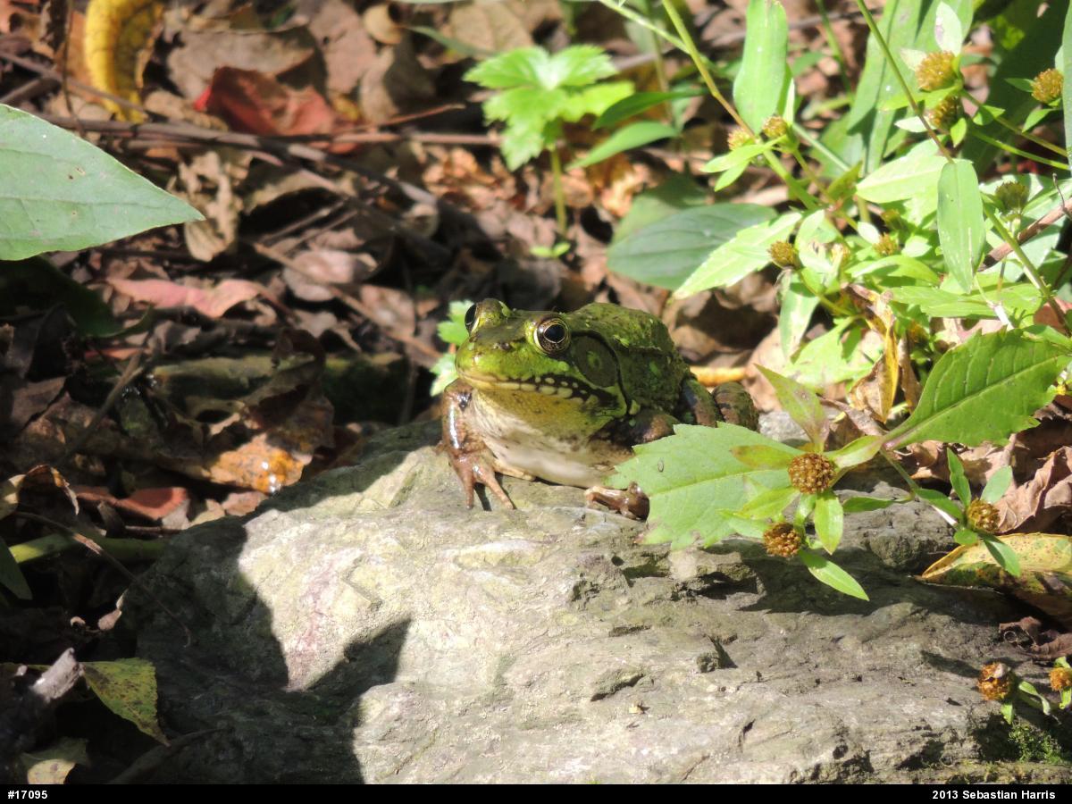 Green Frog