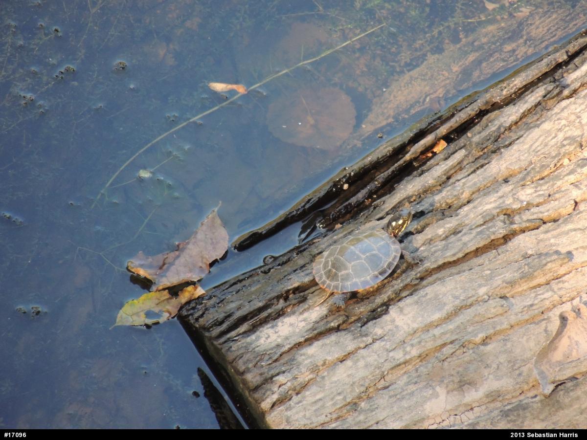 Eastern Painted Turtle