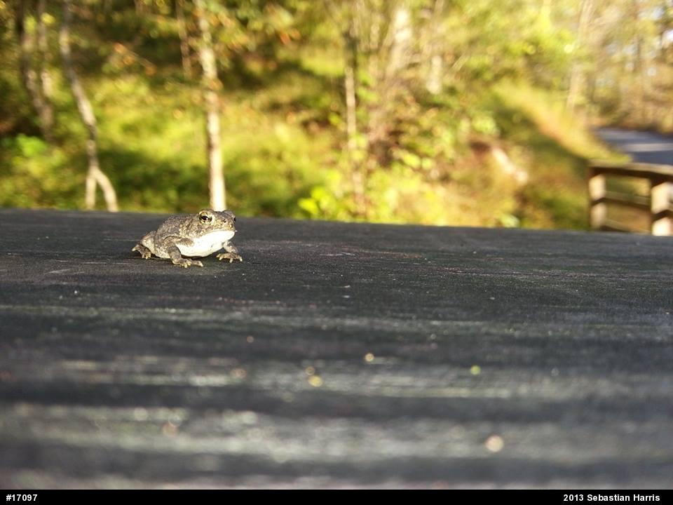 True Toads