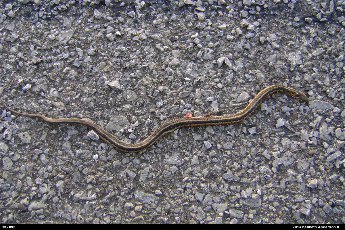 Eastern Gartersnake