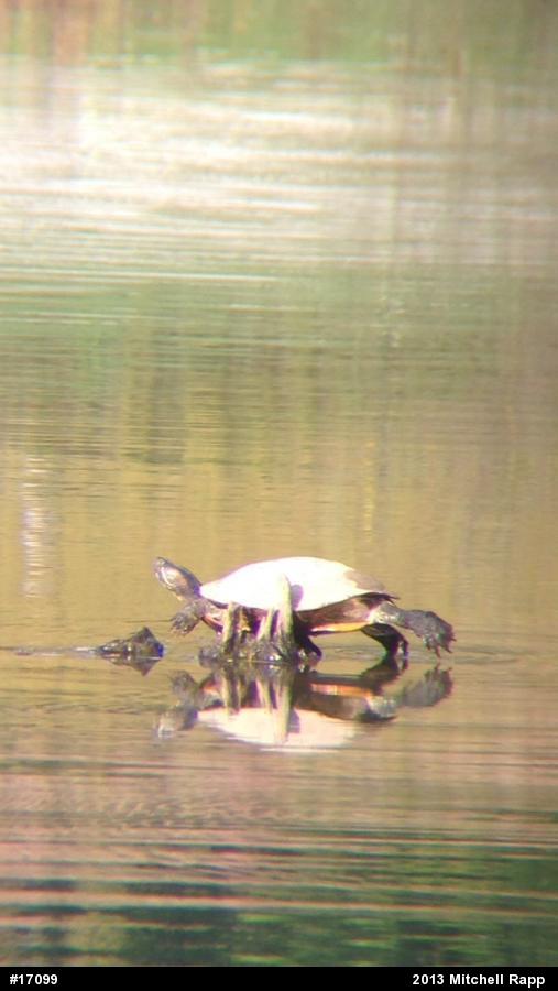 Painted Turtle