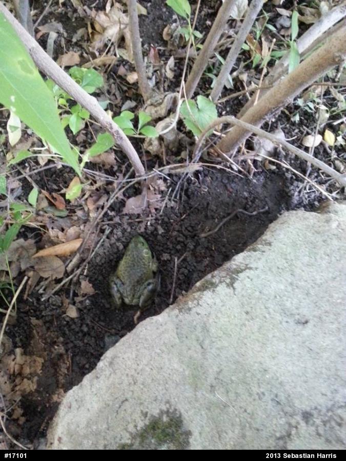 American Bullfrog