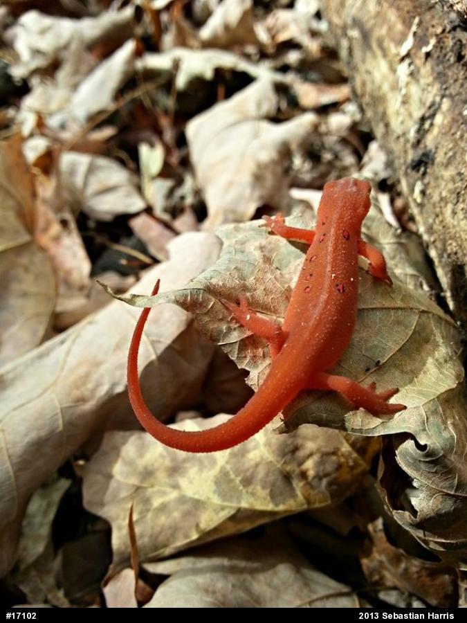 Red-spotted Newt
